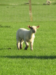 SX18037 Little lamb.jpg